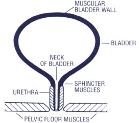 Urinary Incontinence - Chin Chong Min Urology - Male Urinary